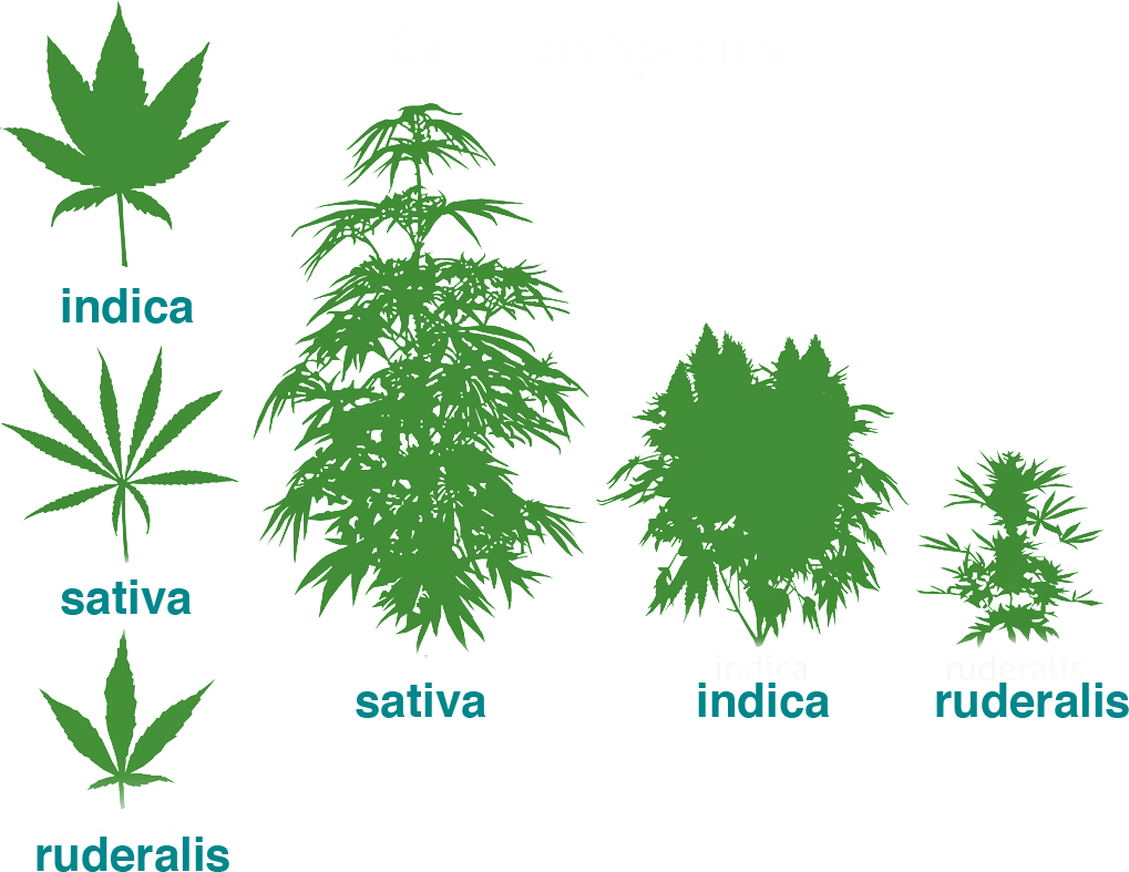 Tipos de Cannabis - Indica, Sativa e Ruderalista