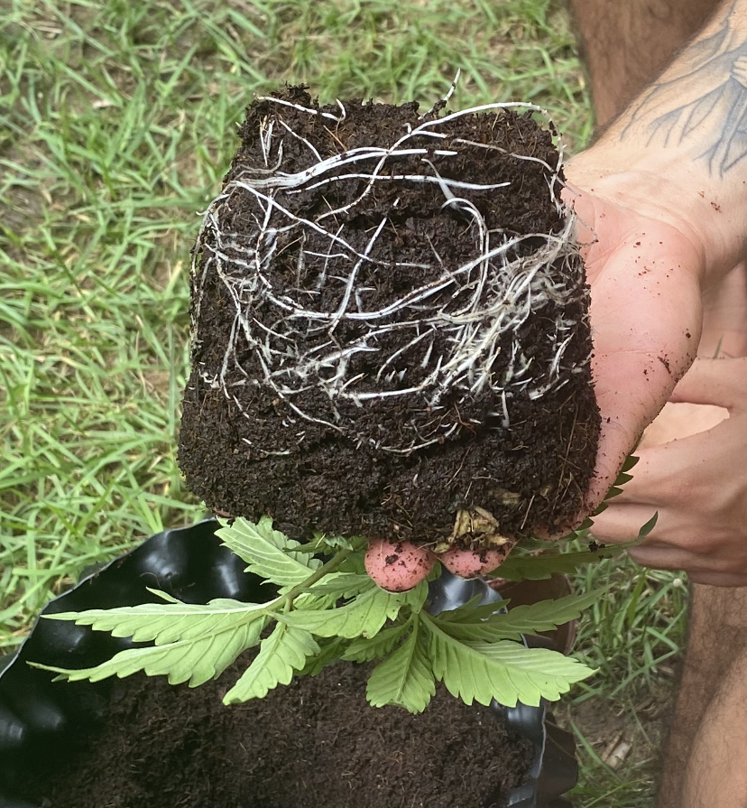 Transplante Cannabis