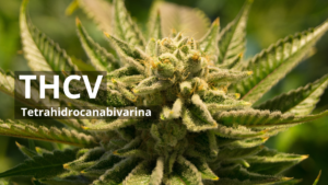 THCV - Tetrahidrocanabivarina